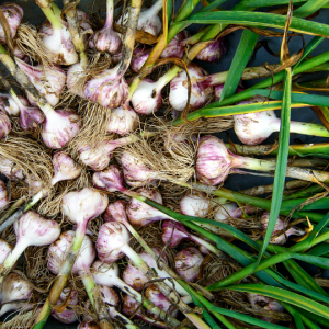 garlic picked